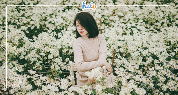 hanoi_vuon-cuc-hoa-mi-ha-noi
