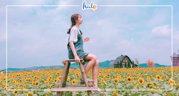 bacgiang_vuon-hoa-huong-duong-bac-giang