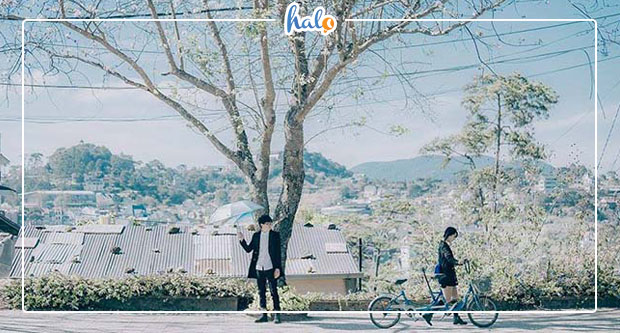 dalat_mua-hoa-ban-trang