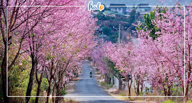 dalat_hoa-mai-anh-dao-da-lat