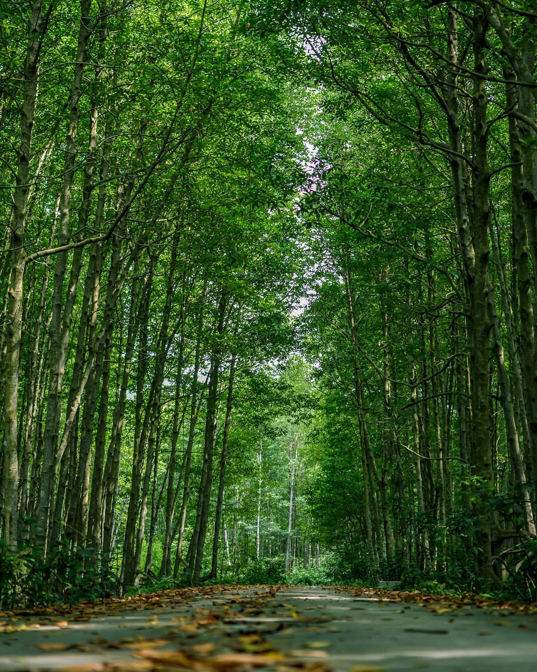 can-gio-phuot-tu-tuc-1-ngay-2