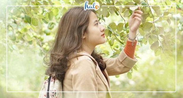 ha-noi-vuon-tao-hoc-vien-nong-nghiep-0