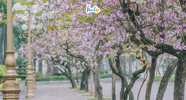 hanoi_mua-hoa-ban
