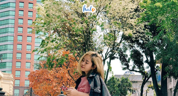 hanoi_hoa-sua-trang-ha-noi