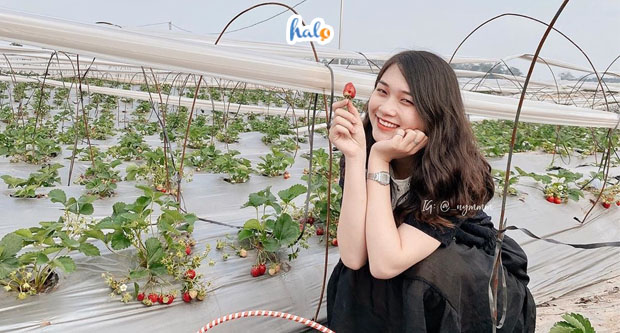 hanoi-chimi-farm-ha-noi-