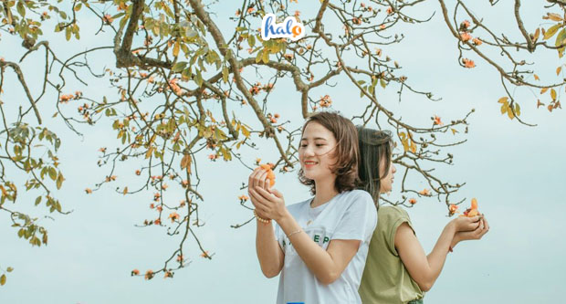 ha-noi-mua-hoa-gao-ha-noi-0