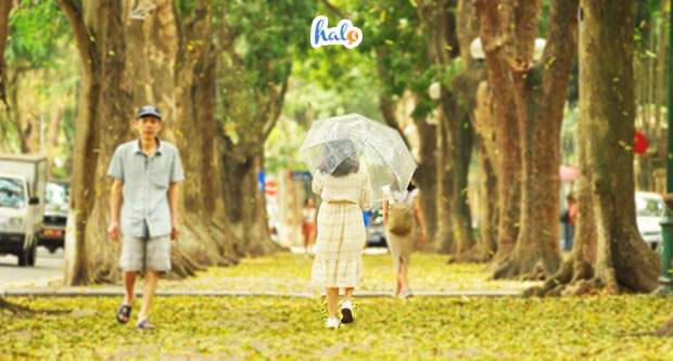 ha-noi-ha-noi-mua-la-sau-rung-33