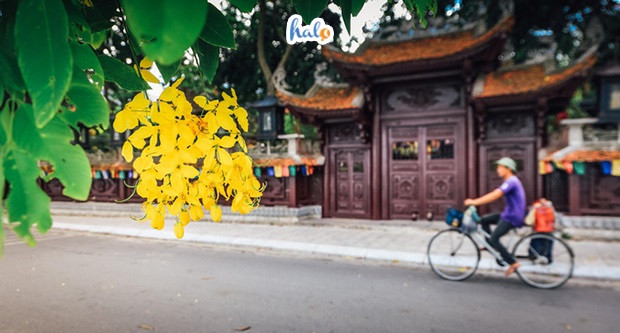 hoa-muong