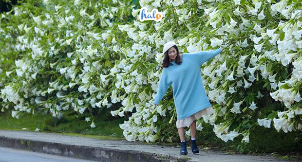 dalat_mua-hoa-chuong-da-lat
