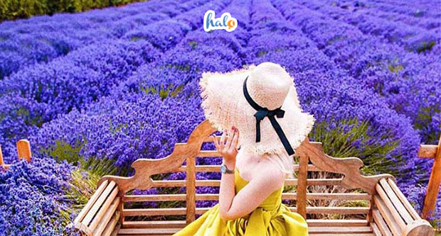 Khu vườn hoa Lavender Đà Lạt nở vào tháng mấy? (+giá vé) -Halotravel