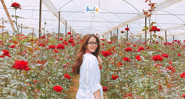 lang hoa van thanh da lat