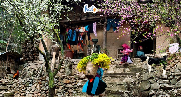 du lịch hà giang tháng 1