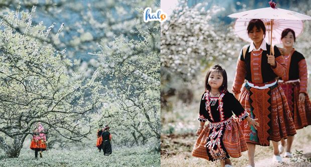 Kinh nghiệm du lịch Mộc Châu tháng 1, 2, 3 có gì hấp dẫn? - Halo Travel