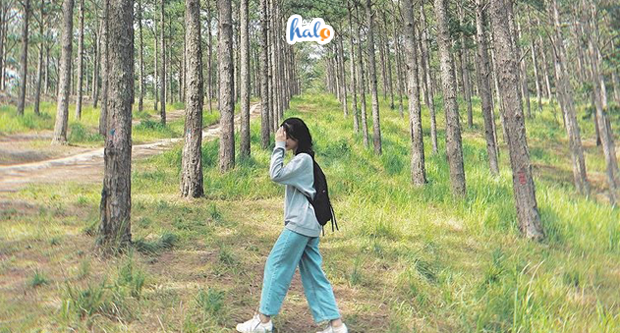 rung thong da lat 14