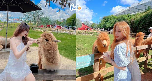 Review Chika Farm Đà Lạt có gì kèm giá vé vào và hướng dẫn đường đi