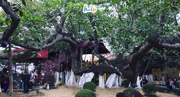 cây đa 13 gốc